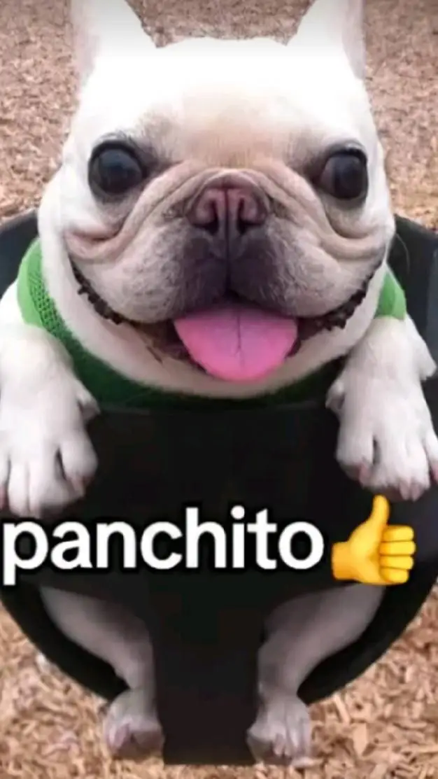 ai character: panchito perrito  background