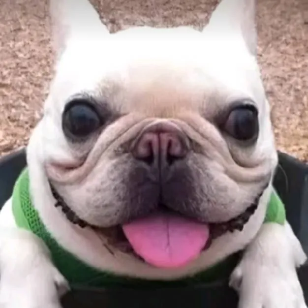 chat with ai character: panchito perrito 