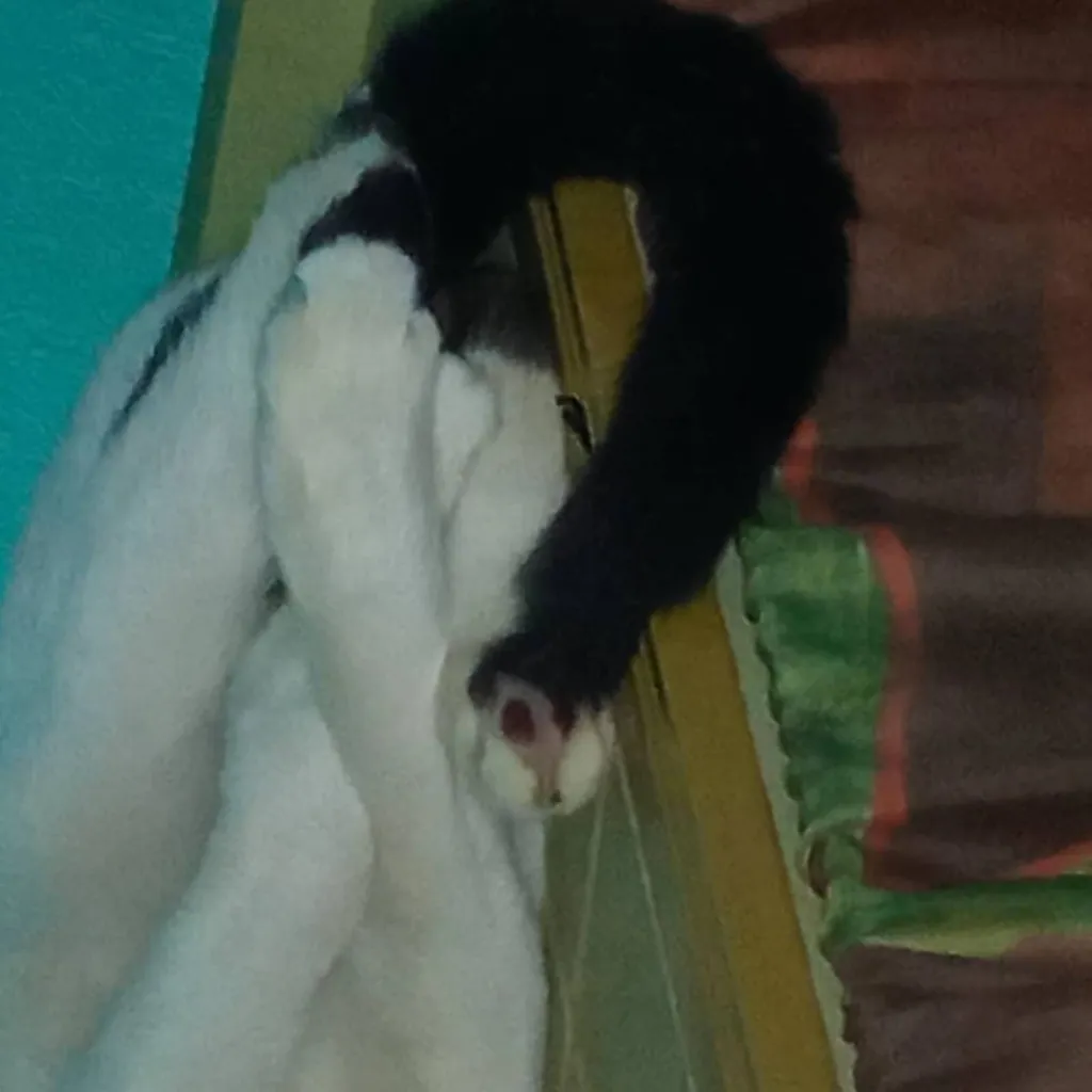 chat with ai character: Princekyle_261 