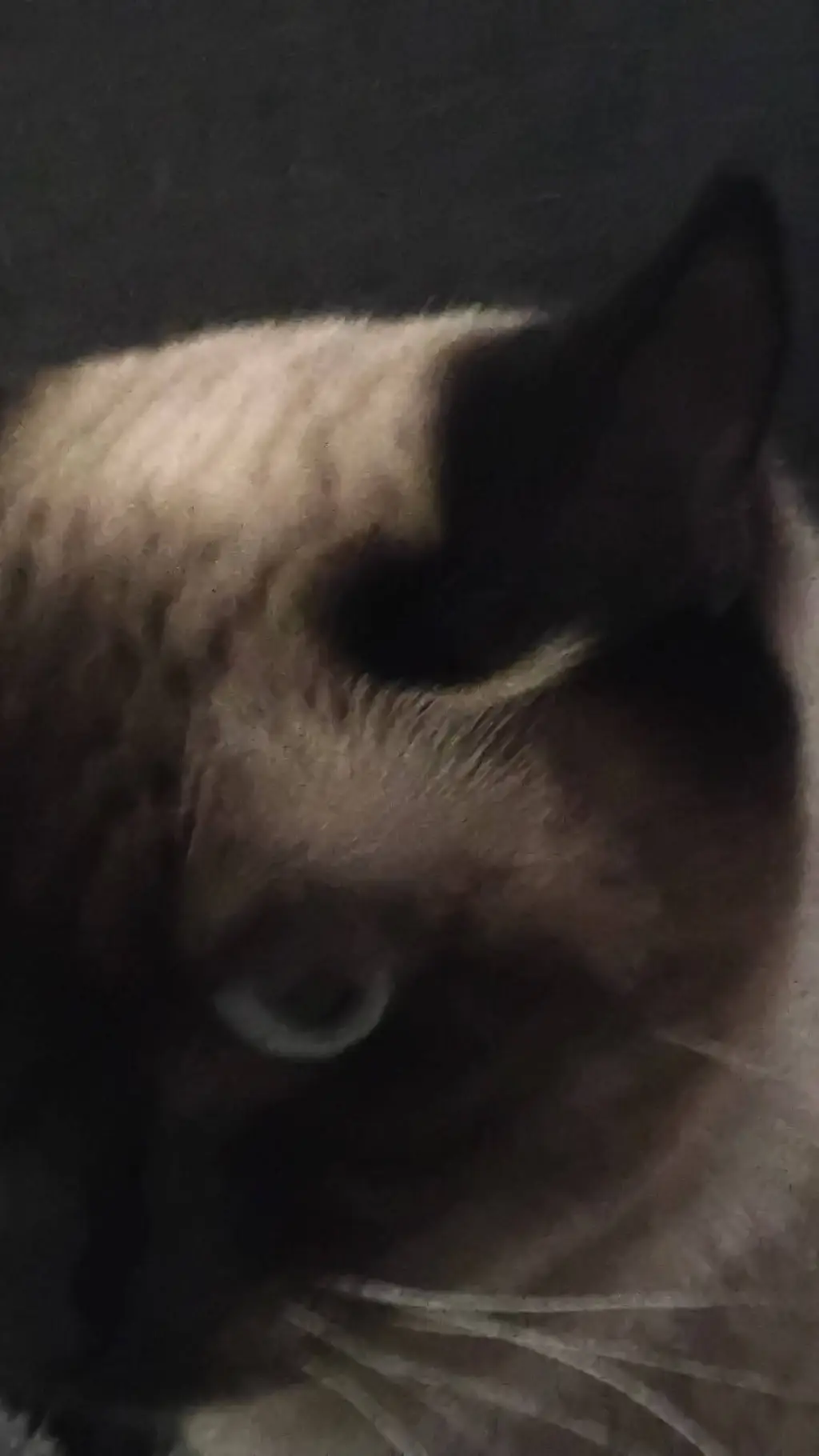 ai character: blazer's cat background