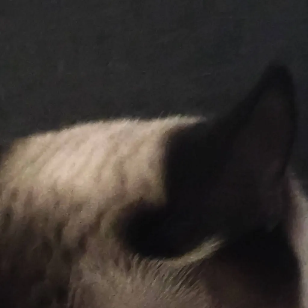 chat with ai character: blazer's cat