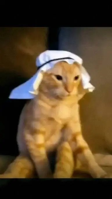 ai character: gato árabe  background