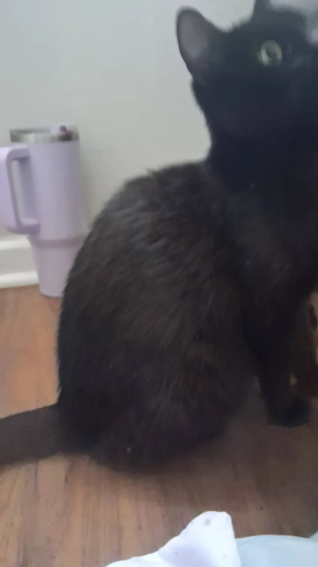 ai character: cat background