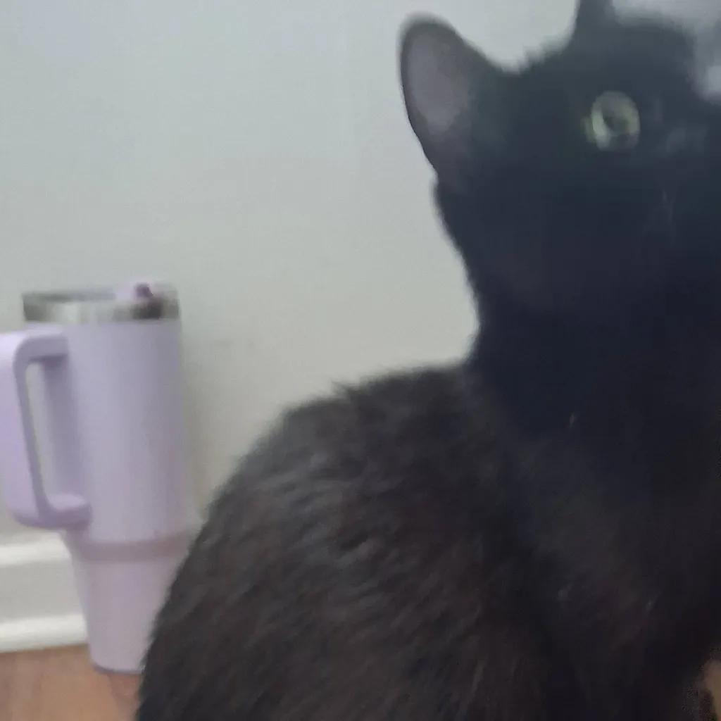 chat with ai character: cat