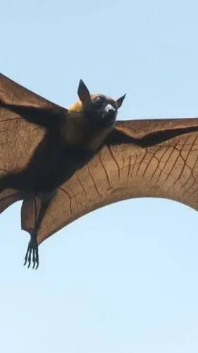 ai character: Noctis background