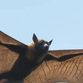 chat with ai character: Noctis