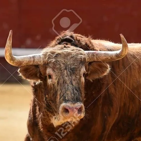 chat with ai character: Nyati