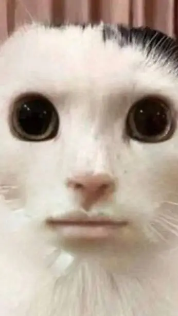 ai character: cat background