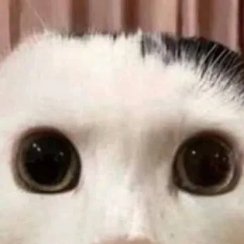 chat with ai character: cat