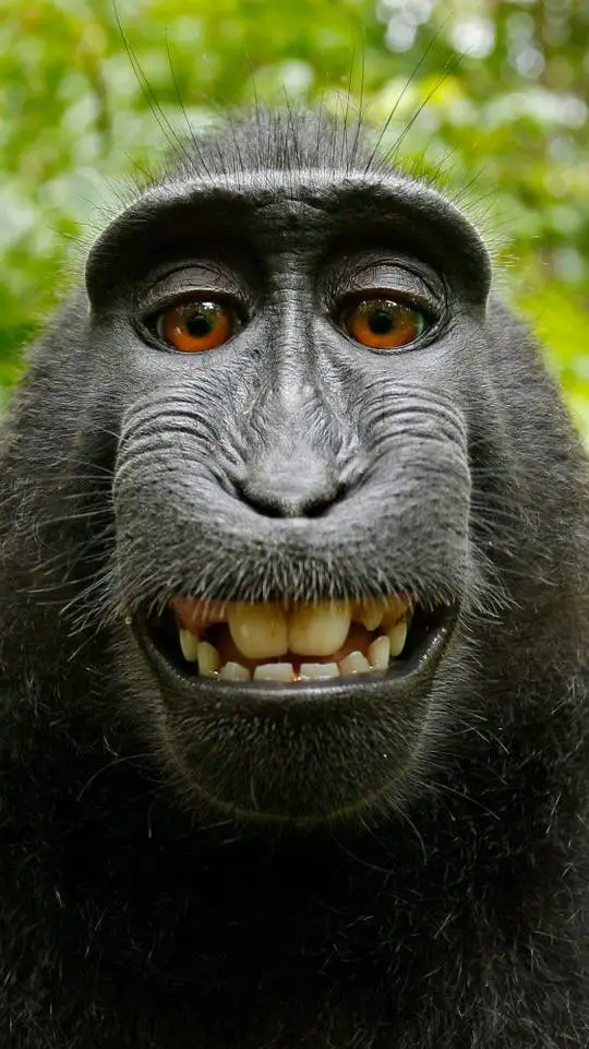 ai character: roast monkey background