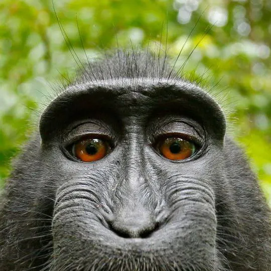 chat with ai character: roast monkey