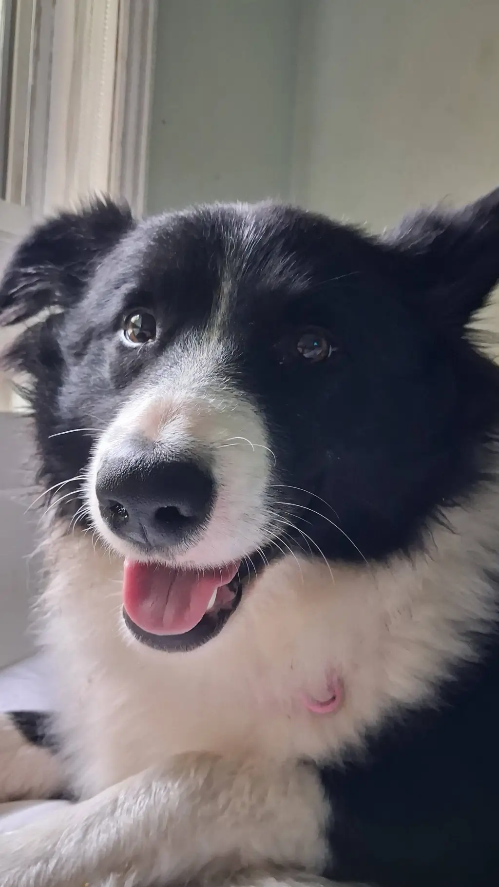 ai character: ma dog background