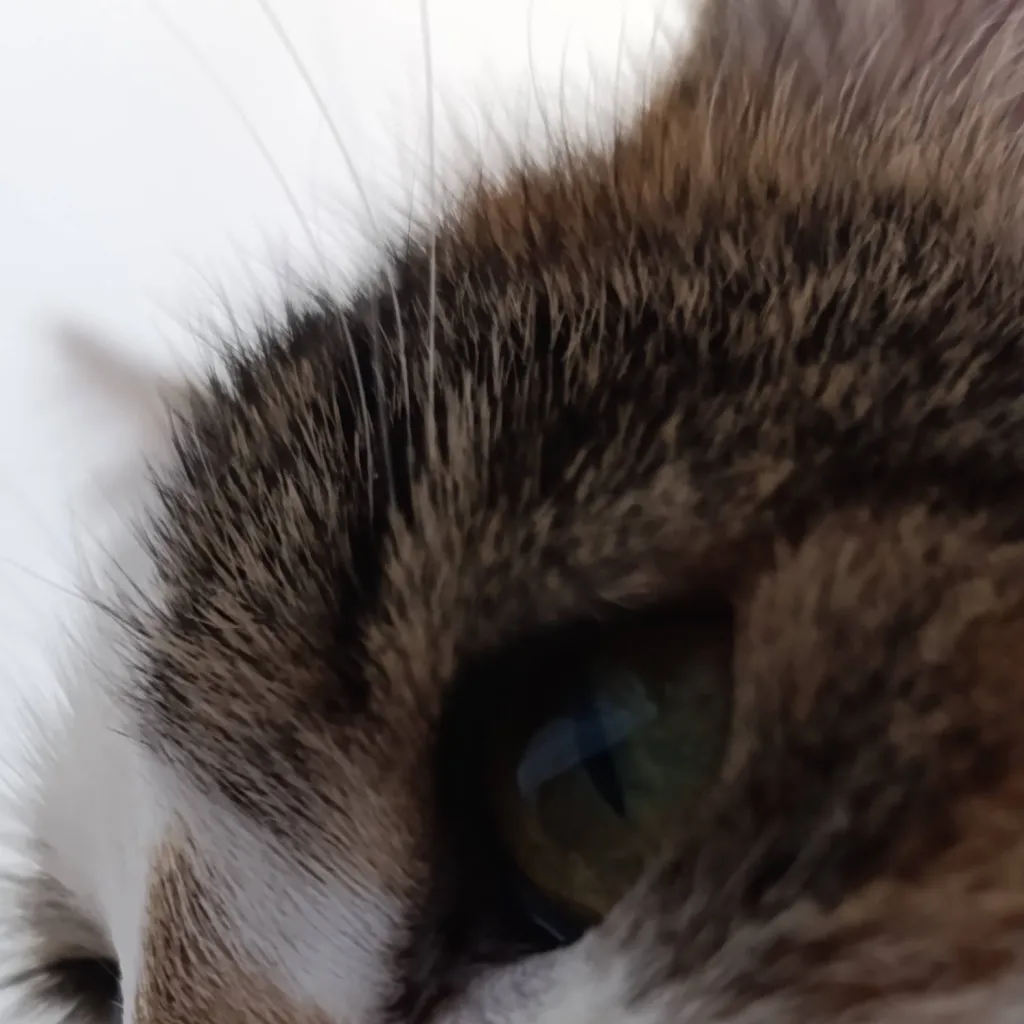 chat with ai character: latte irl