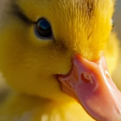 chat with ai character: Duckling