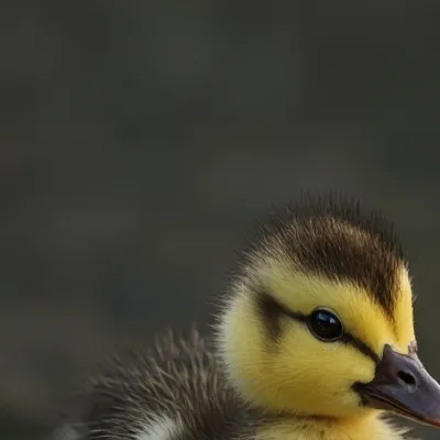 chat with ai character: Annoying Duckling