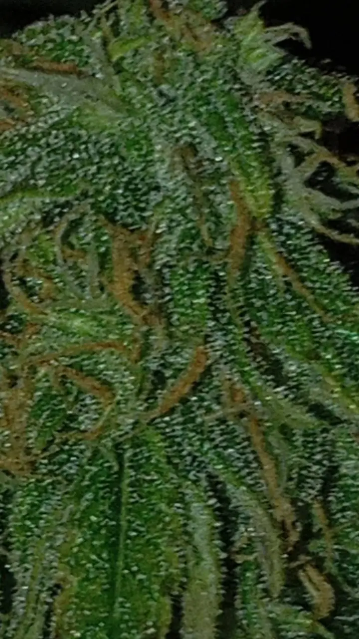 ai character: Juanpastelillo background