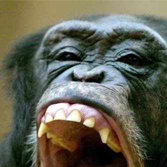 chat with ai character: femboy monkey