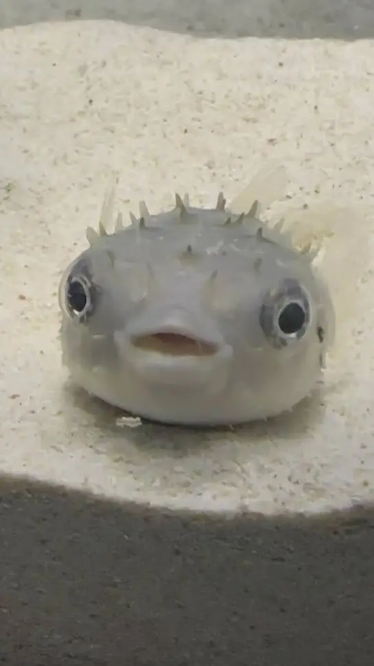 ai character: shfzufsfhzfhzurdtu background