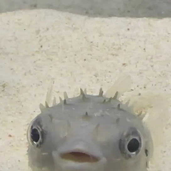 chat with ai character: shfzufsfhzfhzurdtu