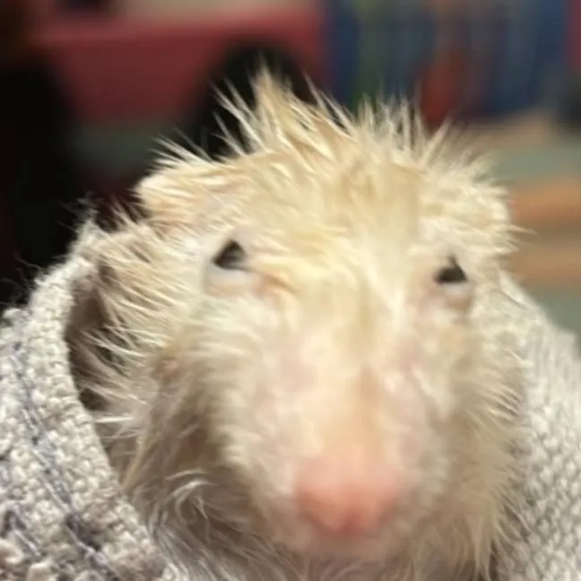 chat with ai character: Bob