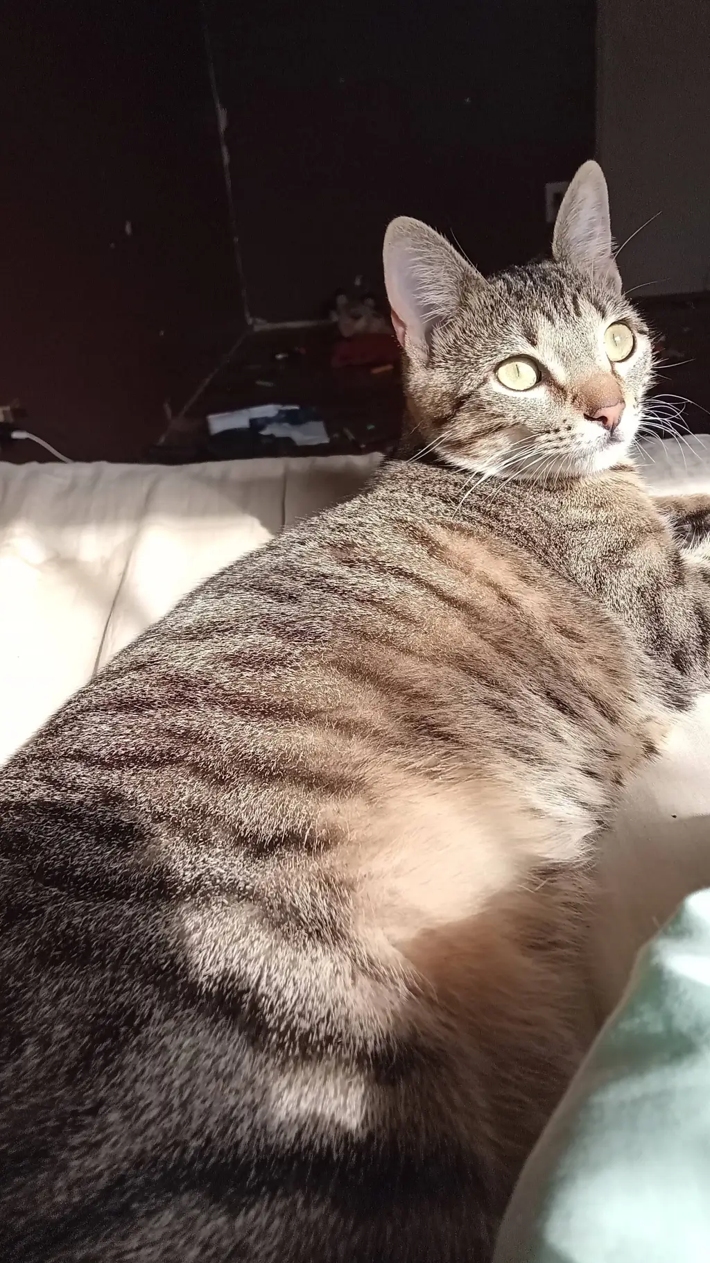 ai character: My cat background