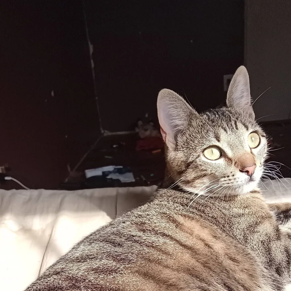 chat with ai character: My cat