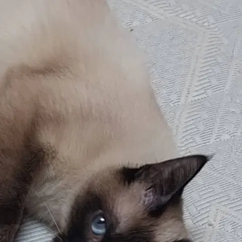 chat with ai character: Mochi