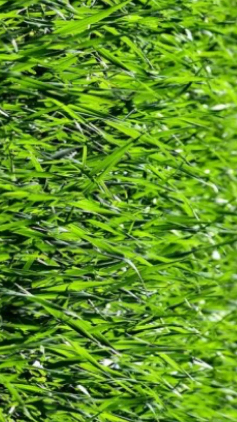 ai character: Grass background