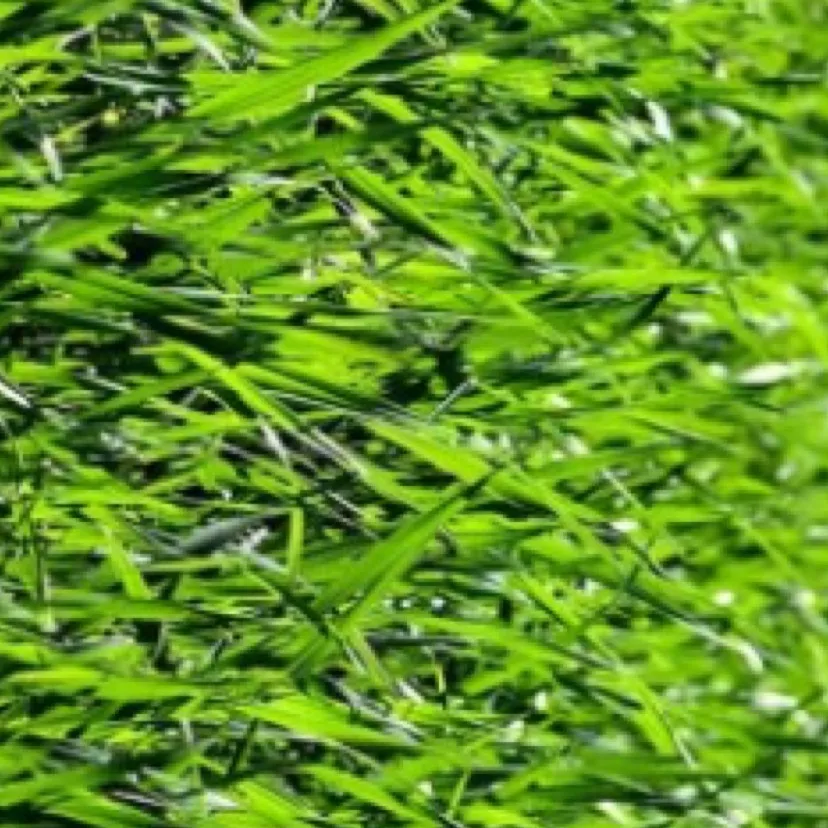 chat with ai character: Grass