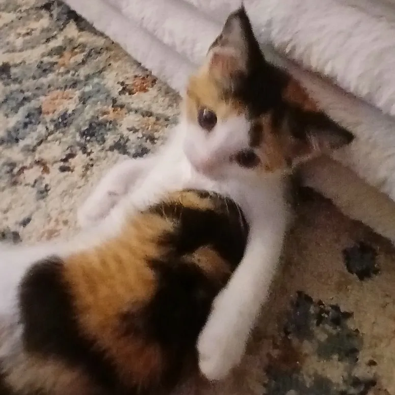 chat with ai character: Tootsie