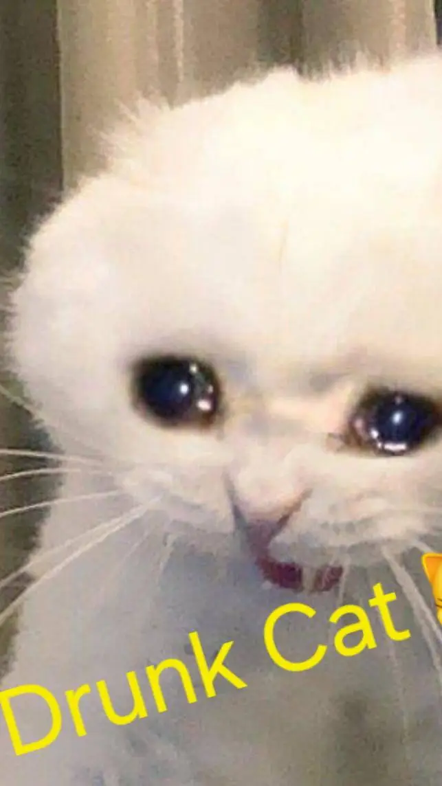 ai character: Drunk Cat background