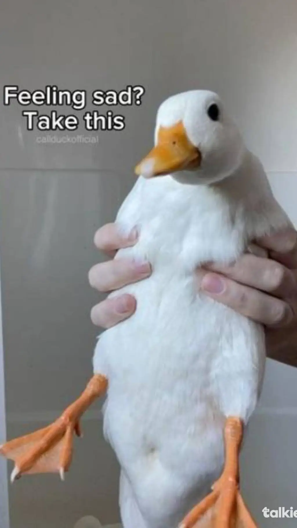 ai character: One piece Duck background