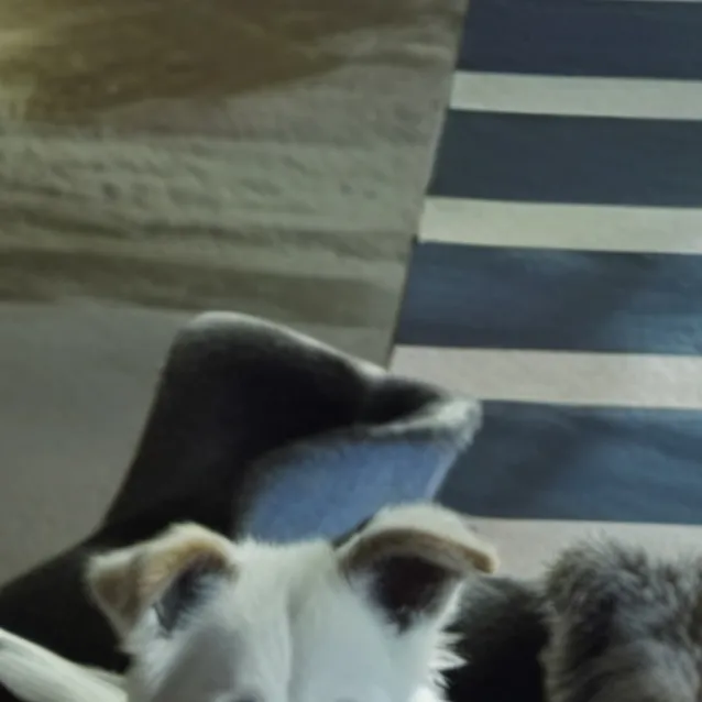 chat with ai character: oreo 