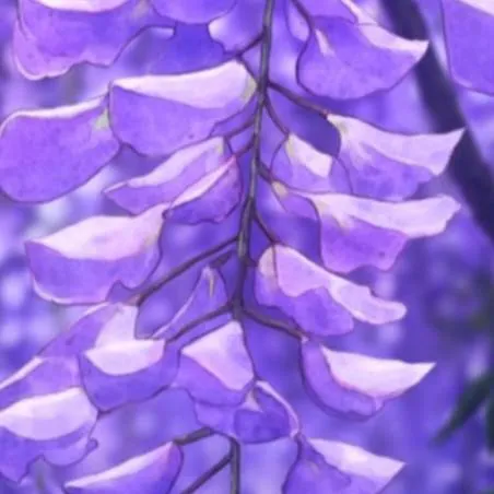 chat with ai character: Mido_ri💫 