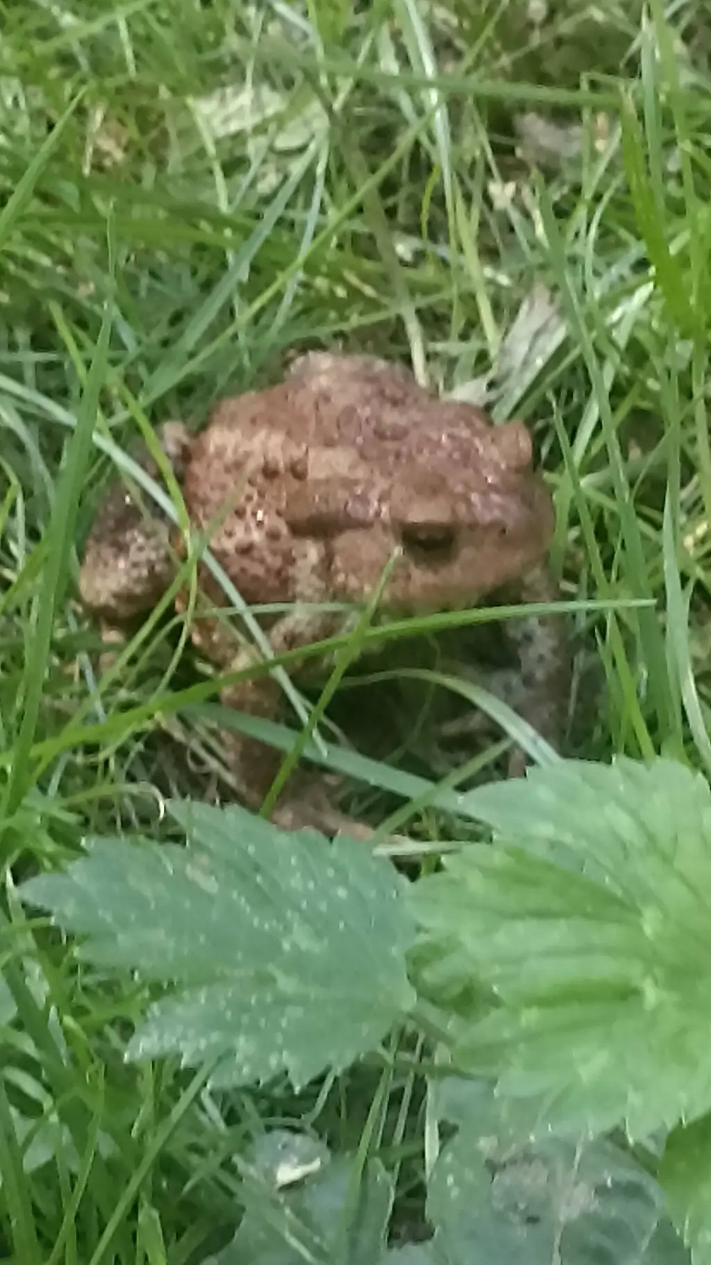 ai character: лягушка background