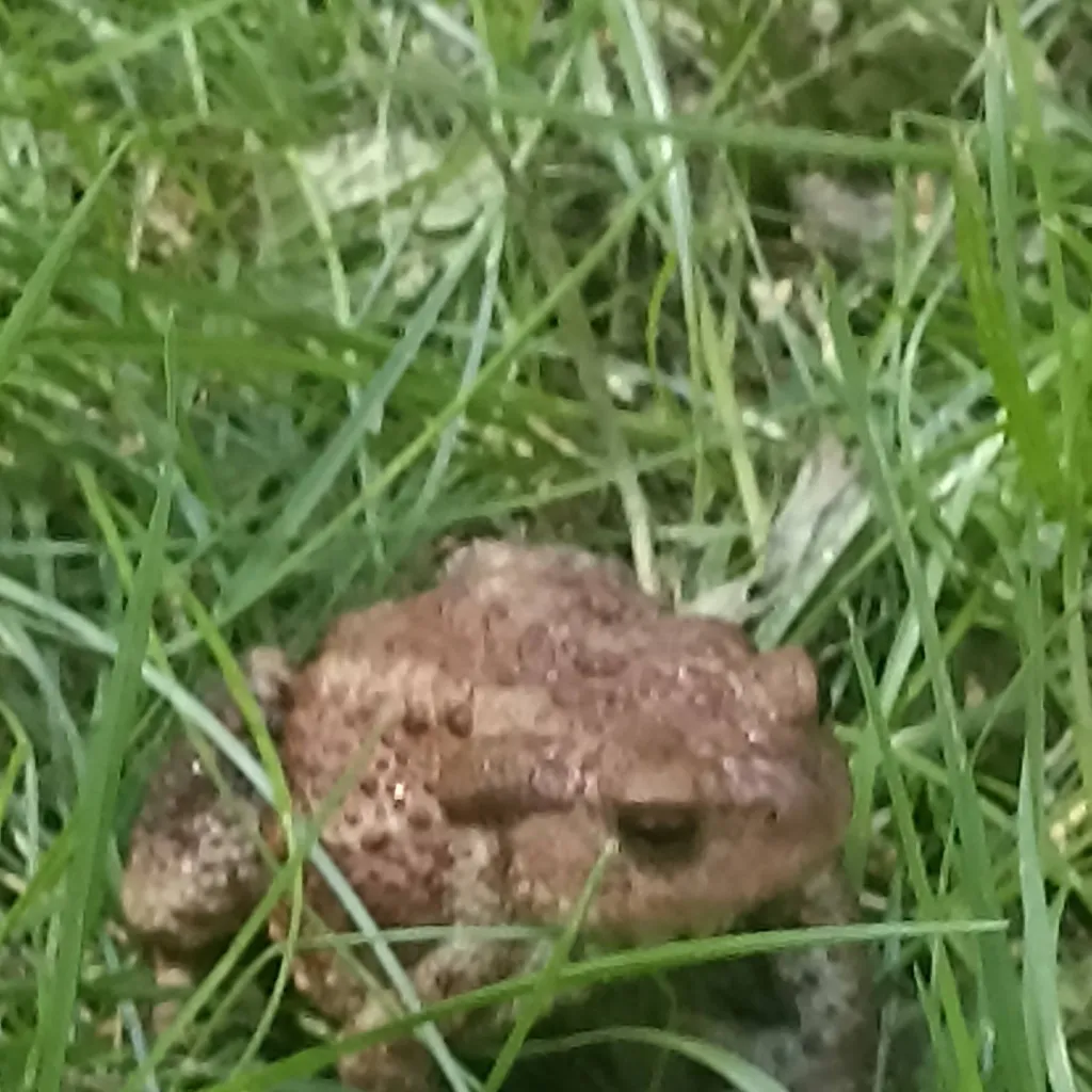 chat with ai character: лягушка