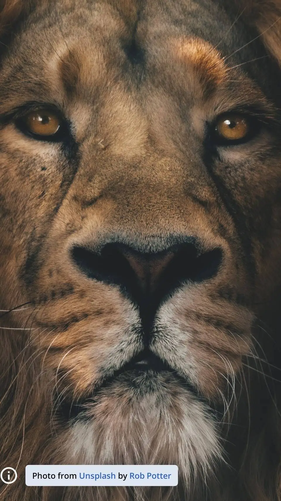 ai character: lion background