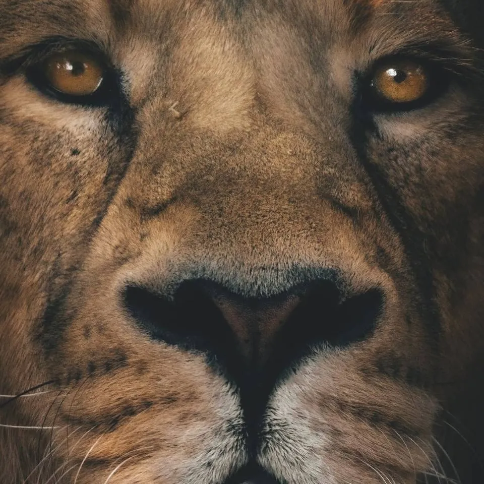 chat with ai character: lion