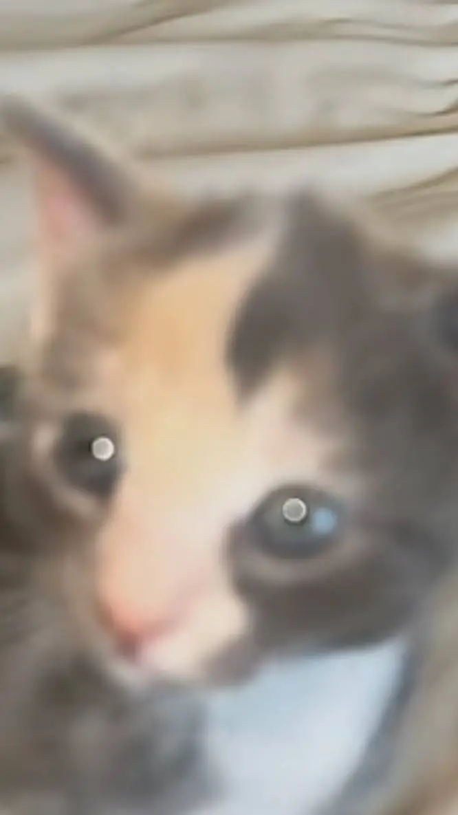 ai character: Mush~ !!         background