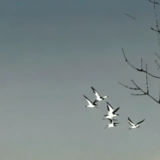 chat with ai character: SKZ drama