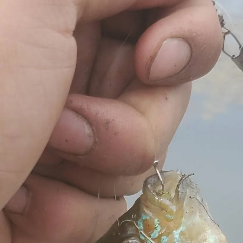 chat with ai character: Chill Fishing 