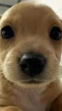 ai character: Chips  background