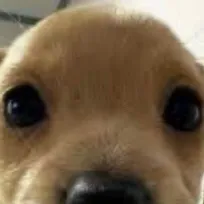 chat with ai character: Chips 