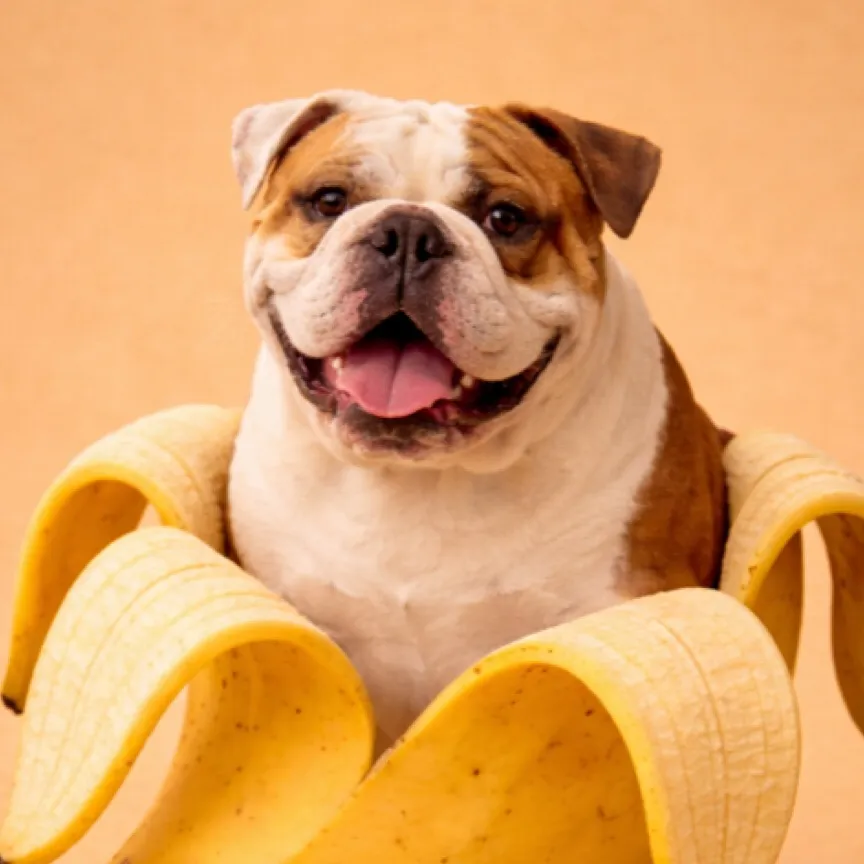 chat with ai character: Dog with 3 pups