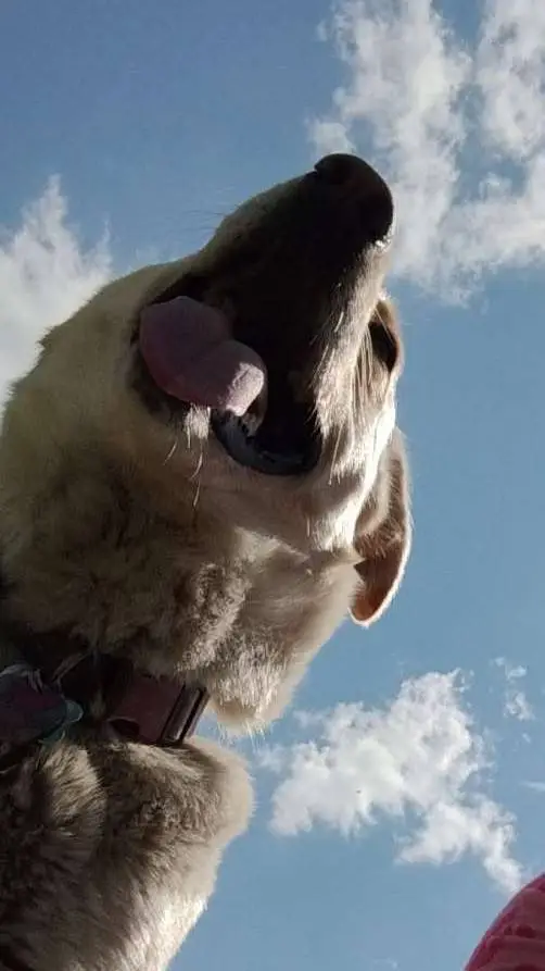 ai character: marley mae adams  background