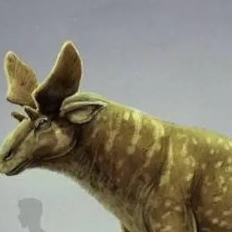 chat with ai character: Sivatherium 