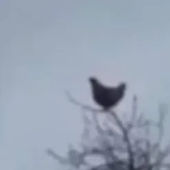 chat with ai character: Chicken screaming