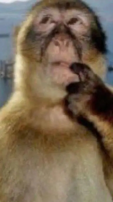 ai character: Your pet, Monkey background