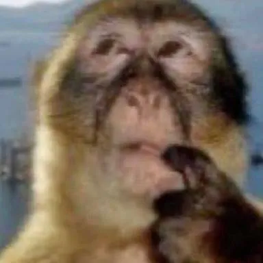 chat with ai character: Your pet, Monkey