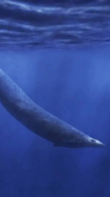 ai character: Basilosaurus background